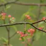 Malus toringoides ফল