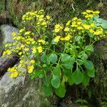 Aichryson divaricatum Flor