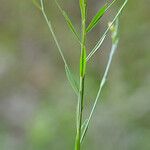 Linum medium অভ্যাস