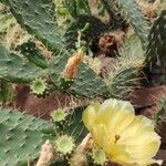 Opuntia phaeacantha Pokrój