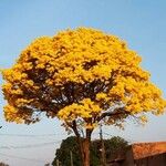 Handroanthus albus Flower