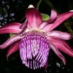 Passiflora ambigua Flor