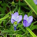 Campanula rhomboidalis Bloem