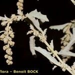 Atriplex suberecta Other