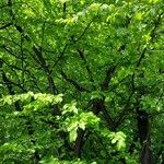 Parrotia subaequalis Hábito