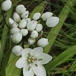 Allium neapolitanum Floare