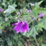 Malva sylvestrisFlor