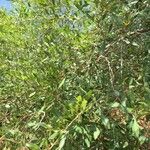 Searsia gueinzii Habit