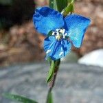 Commelina dianthifolia Virág