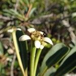 Neoguillauminia cleopatra Fruit