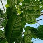 Magnolia hodgsonii Hoja
