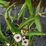Sagittaria sagittifolia Virág