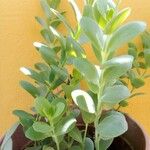 Kalanchoe marnieriana Листок