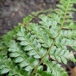 Polystichum braunii Foglia