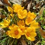 Crocus chrysanthus Flor