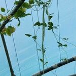 Vigna unguiculata Агульны выгляд