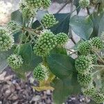 Dendropanax cuneatus Flor