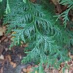 Thuja plicata 叶