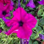 Petunia x atkinsiana പുഷ്പം