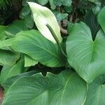 Spathiphyllum cannifolium Virág