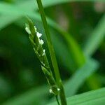 Glyceria fluitans Flor