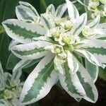 Euphorbia marginata List