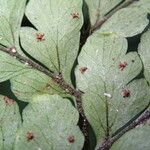 Triplophyllum pilosissimum 葉