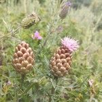 Leuzea conifera Flower