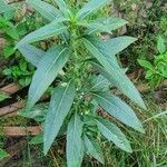 Meiosperma bracteatum Φύλλο