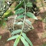 Tridactyle anthomaniaca Leaf