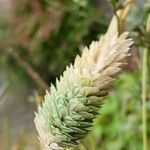 Phalaris canariensis 花