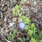 Nemophila phacelioides Celota