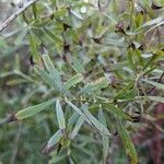 Salix exigua Leaf