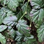 Rubus ursinus Leaf