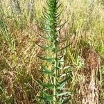 Echium italicumLeaf