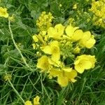 Brassica rapa Flower