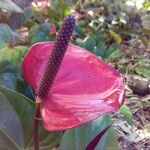 Anthurium andraeanum Flower