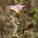 Convolvulus erubescens Blüte