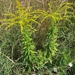 Solidago juncea অভ্যাস