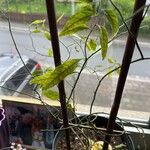 Solanum pseudocapsicum Blatt