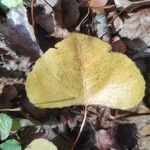 Populus deltoides Blatt