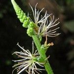 Acalypha radinostachya Other