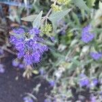 Caryopteris × clandonensisFloare