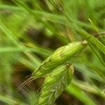 Bromus squarrosus 葉