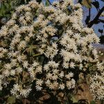 Gymnanthemum amygdalinum Blüte