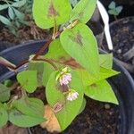 Persicaria nepalensis Lapas