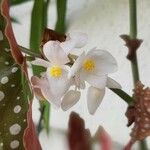 Begonia maculataКвітка