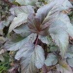 Physocarpus opulifolius Folio