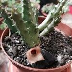 Huernia macrocarpa Žiedas