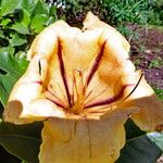 Solandra grandiflora Cvet